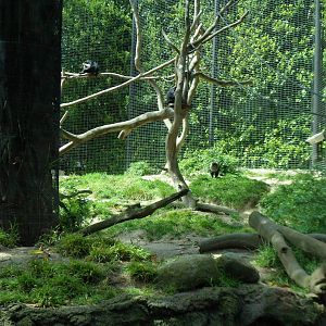 Lion-tailed Macaque Exhibit