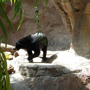 Sun Bear