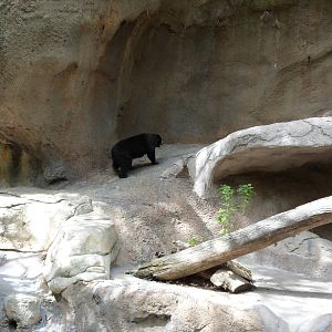 Sun Bear Exhibit