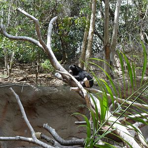 Sun Bear Exhibit