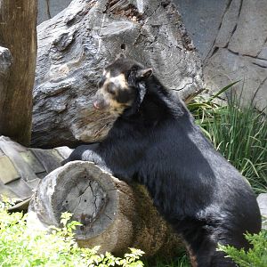 Spectacled Bear