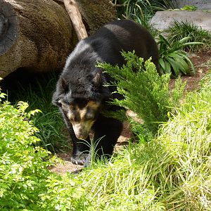 Spectacled Bear