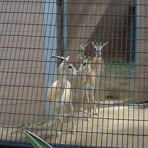 Soemmerring's Gazelle