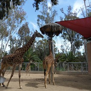 Masai Giraffe