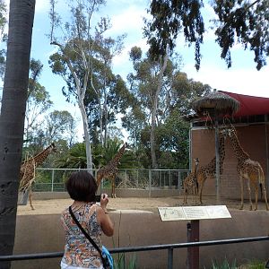 Masai Giraffe Exhibit
