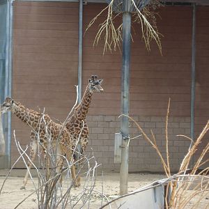 Masai Giraffe