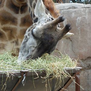 Masai Giraffe Feeding