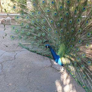 Peacock