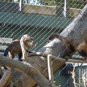 Capuchin Monkeys