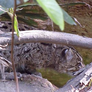 Fishing Cat