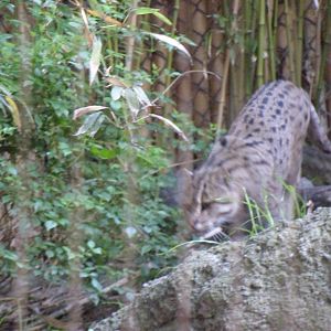 Fishing Cat