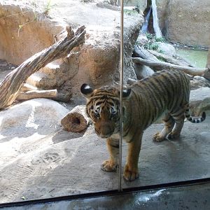 Malayan Tiger
