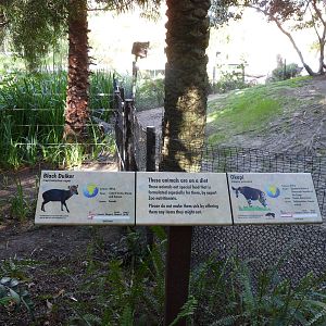 Okapi and Black Duiker Sign