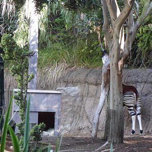 Okapi