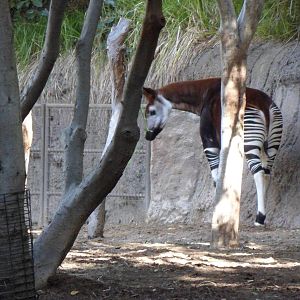 Okapi