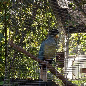Great Blue Turaco