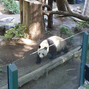 Giant Panda