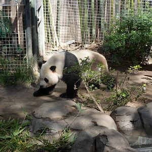 Giant Panda
