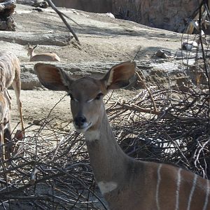 Lesser Kudu