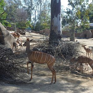 Lesser Kudu