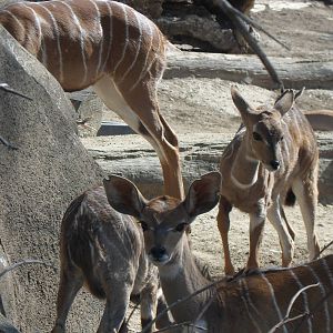 Lesser Kudu