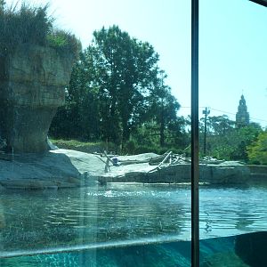 Polar Bear Exhibit