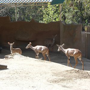 Lesser Kudu
