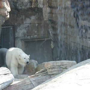 Polar Bear