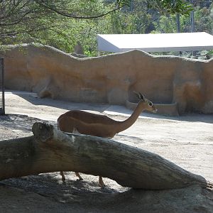 Gerenuk