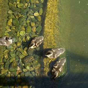 Ducklings