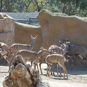 Lesser Kudu