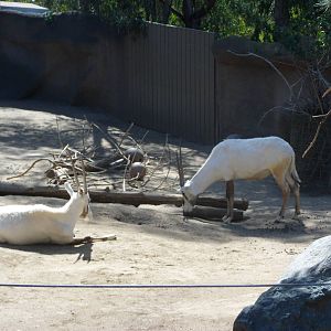 Arabian Oryx