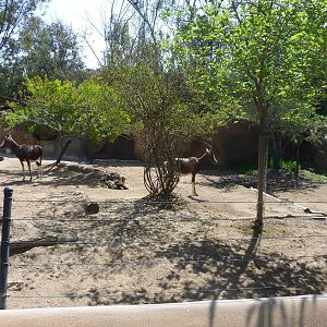 Bontebok Exhibit