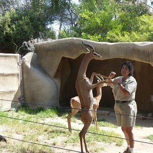 Gerenuk