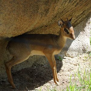 Dik-Dik