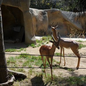 Gerenuk