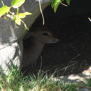 Steenbok