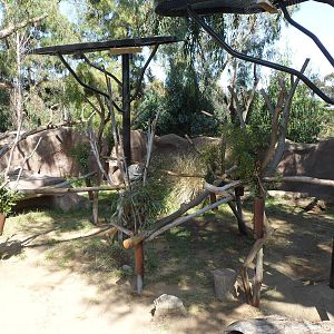 Temp. Koala Exhibit
