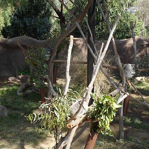 Temp. Koala Exhibit