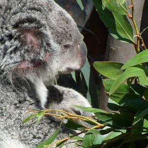 Koala