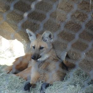 Maned Wolf