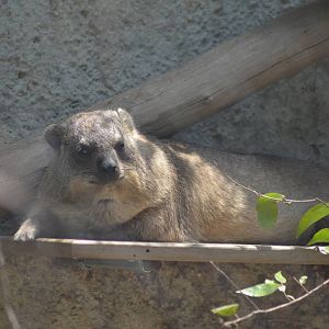 Cape Hyrax