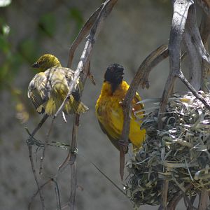 Black-headed Weavers