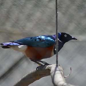 Superb Starling