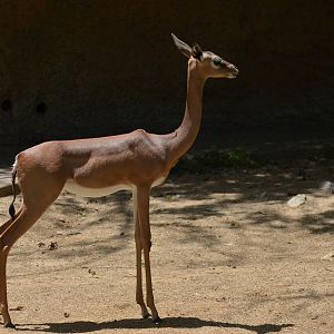 Gerenuk