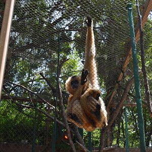 Buff-cheeked Gibbon Mother and Youngster