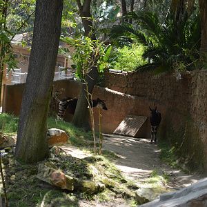 Okapi Exhibit