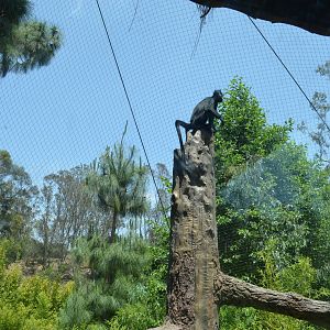 Francois Langur Habitat