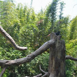 Francois Langur Habitat