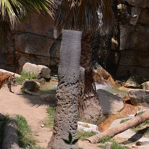 Sumatran Tiger Habitat